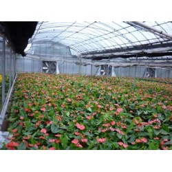 市場上*便宜的花卉溫室在哪里可以找到