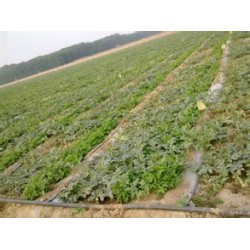 萊蕪內鑲貼片式滴灌廠家|內鑲貼片式滴灌質優價優