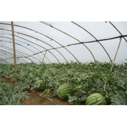 【NEW line】西瓜膜行情【西瓜膜價格】西瓜膜批發