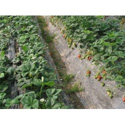 西北地膜廠家_規模大的地膜生產廠家