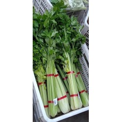 蔬菜捆扎機，小型扎把機，蒜苔捆扎，蒜苔束帶，昆勁小型捆扎機
